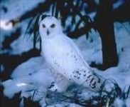pic for White Owl Snow